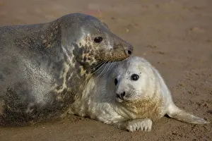 Interacting: Grey Seal (Halichoerus grypus) - United Kingdom