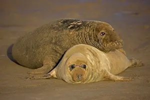 Interacting: Grey Seal (Halichoerus grypus) - United Kingdom