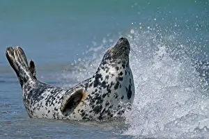 200819: Grey seal (Halichoerus grypus) in the water at the