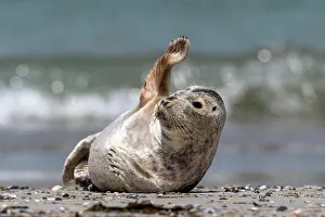 Heligoland: Grey seal (Halichoerus grypus) waves at the beach