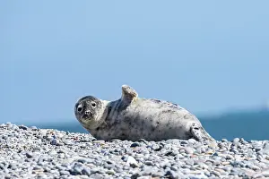 Shingle: Grey Seal (Halichoerus grypus) waves on the shingle