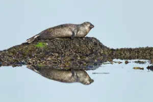 Hauled: Grey Seal - hauled out on small rock with reflection