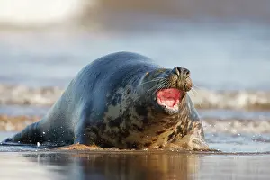 Hauling: Grey Seal - hauling itself out of the sea onto