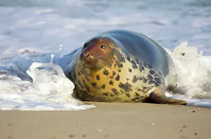 Hauling: Grey Seal - hauling out in surf