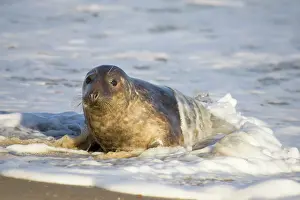 Hauling: Grey Seal - hauling out in surf