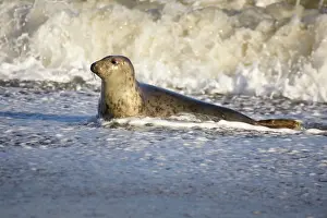 Hauling: Grey Seal - hauling out in surf
