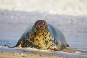 Hauling: Grey Seal - hauling out in surf