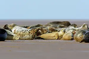 Seals: Grey Seal - herd basking on sand-bank
