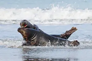 Kiss: Grey seal, island dune, Helgoland, Germany, Europe