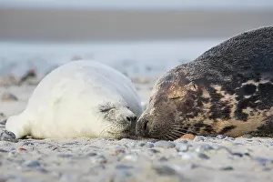 Kiss: Grey seal, island dune, Helgoland, Germany, Europe