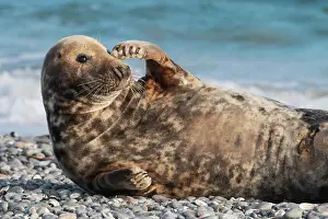 Helgoland: Grey seal, island dune, Helgoland, Germany, Europe