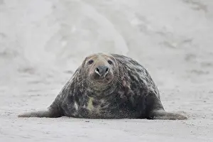 Pinnipeds: Grey Seal male