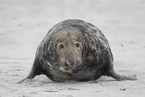Pinnipeds: Grey Seal male