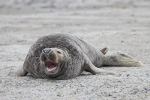 Pinnipeds: Grey Seal male