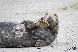 Pinnipeds: Grey Seal male