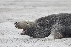Pinnipeds: Grey Seal male