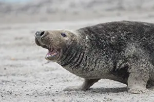 Pinnipeds: Grey Seal male