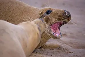 Interacting: Grey Seal - male and female interacting on beach