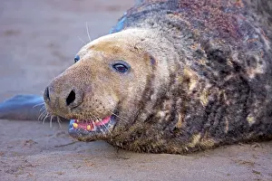 Wounds: Grey Seal - male showing wounds from territorial