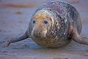 Wounds: Grey Seal - male showing wounds from territorial