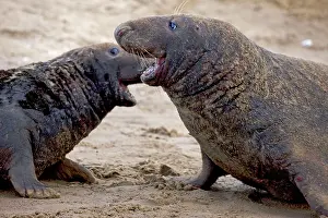 Engaged: Grey Seal - two males engaged in territorial fight