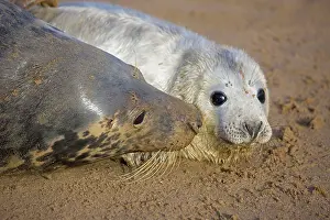 Interacting: Grey Seal - mother and young interacting on beach