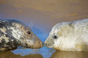 Interacting: Grey Seal - mother and young interacting on beach