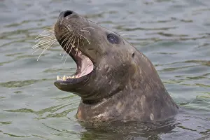 190219: Grey Seal - portrait - Germany