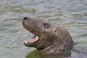 190219: Grey Seal - portrait - Germany