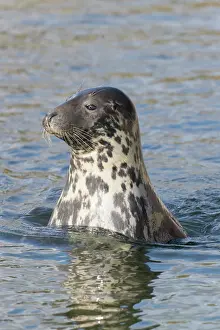 140821: Grey Seal - portrait - Germany