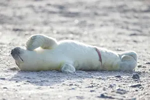 Seals: Grey Seal pup
