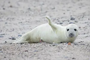Seals: Grey Seal pup