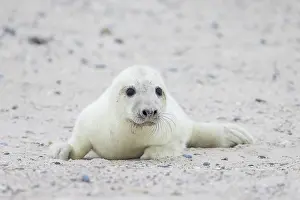 Seals: Grey Seal pup