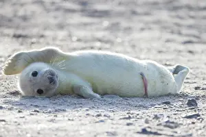 Seals: Grey Seal pup