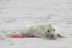 Seals: Grey Seal pup