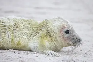 Seals: Grey Seal pup
