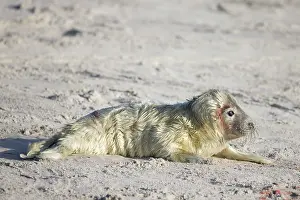 Seals: Grey Seal pup