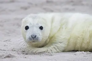 Seals: Grey Seal pup