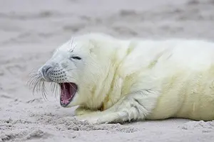 Seals: Grey Seal pup