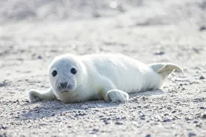 Seals: Grey Seal pup