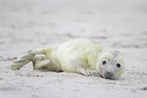 Seals: Grey Seal pup