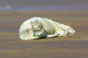 Flippers: Grey Seal - pup on beach with flippers over its face