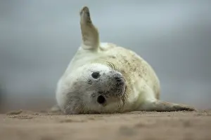 Flipper: Grey Seal pup on beach Norfolk, UK