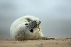 Flipper: Grey Seal pup on beach Norfolk, UK
