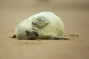 Flipper: Grey Seal pup on beach Norfolk, UK