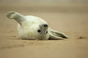 Flipper: Grey Seal pup on beach Norfolk, UK