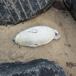 250417: Grey Seal pup on beach, Waxham beach Norfolk UK