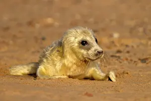 Helpless: Grey Seal - pup lying on a sandy beach