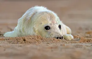 Helpless: Grey Seal - pup lying on a sandy beach