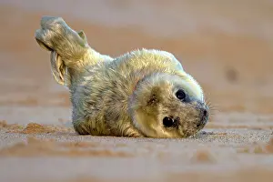 Helpless: Grey Seal - pup lying on a sandy beach